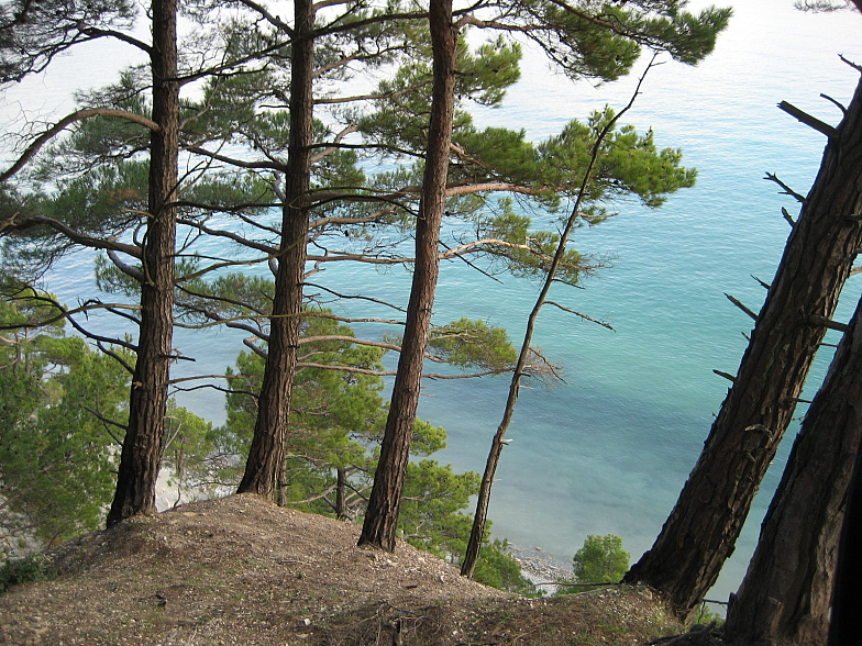 Уникальные сосновые леса курортного посёлка Бетта (Черное море) оставшиеся только в этом государственном заказнике.