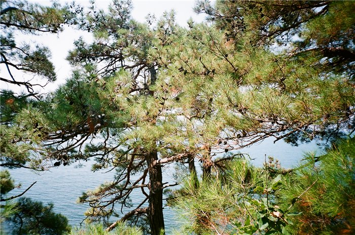Знаменитые сосновые леса курортного посёлка Бетта, г. Геленджик, Черное море
